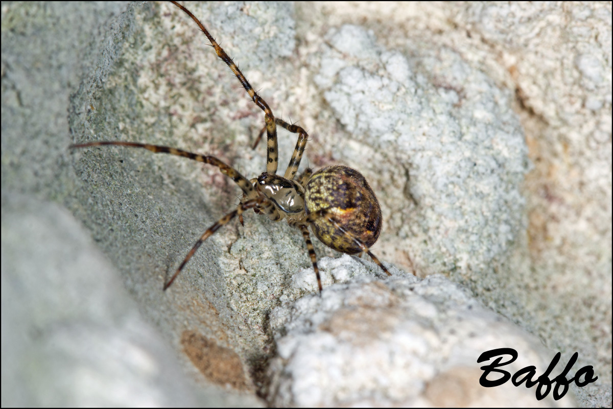 Metellina merianea; Meta menardi - Samatorza (TS)